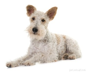 Small Wirehaired Dog Breeds: Top Picks for 2024