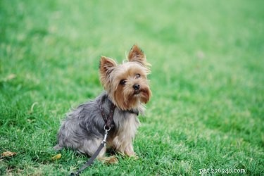 Discover the Enduring Traits That Make Yorkshire Terriers Beloved Companions