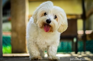 Under-10-Pound Dog Breeds: Tiny, Cute, and Low-Maintenance