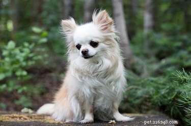 Under-10-Pound Dog Breeds: Tiny, Cute, and Low-Maintenance