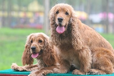 Cocker Spaniel Temperament Showdown: English vs. American