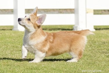 Short‑Legged Dog Breeds: Causes, Characteristics, and Care