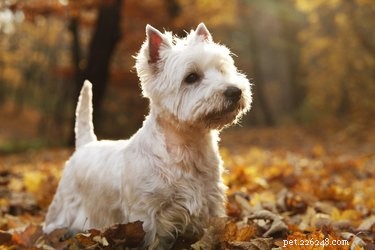 Westie vs. Scottie: Key Differences & Choosing the Right Terrier