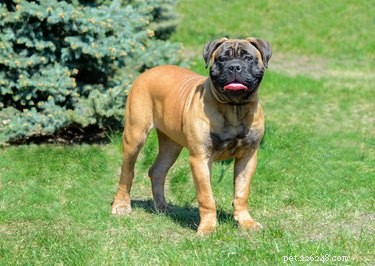 Bullmastiffs vs. Boerboels: Key Differences Explained