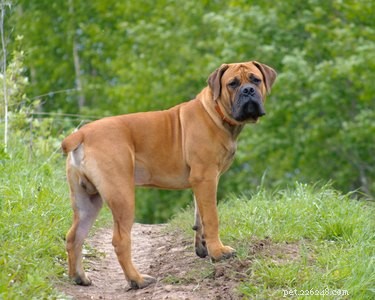 Bullmastiffs vs. Boerboels: Key Differences Explained