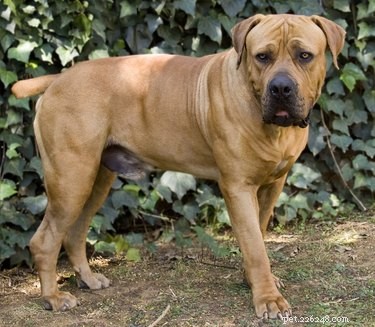 Bullmastiffs vs. Boerboels: Key Differences Explained