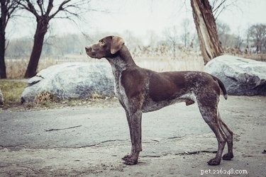 German Shorthaired vs. English Pointer: Key Differences & Similarities