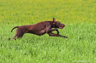 German Shorthaired vs. English Pointer: Key Differences & Similarities