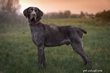 German Shorthaired vs. English Pointer: Key Differences & Similarities