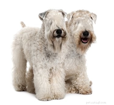 Irish vs. American Wheaten Terriers: Key Differences Explained