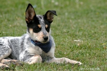 Keep Your Blue Heeler Engaged: Expert Tips & Activities