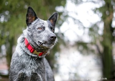 Keep Your Blue Heeler Engaged: Expert Tips & Activities