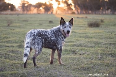Keep Your Blue Heeler Engaged: Expert Tips & Activities