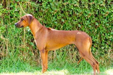 Discover the Remarkable Traits of Rhodesian Ridgebacks