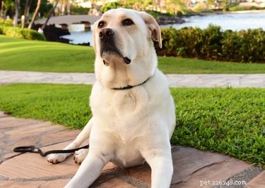 American vs. English Labrador Retrievers: Key Differences & Similarities