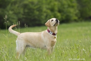 American vs. English Labrador Retrievers: Key Differences & Similarities