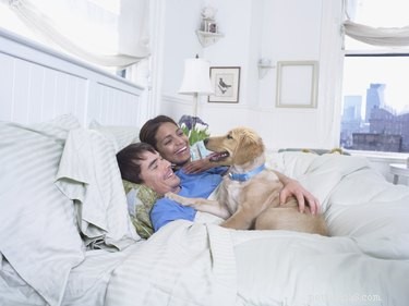 American vs. English Labrador Retrievers: Key Differences & Similarities