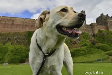 American vs. English Labrador Retrievers: Key Differences & Similarities