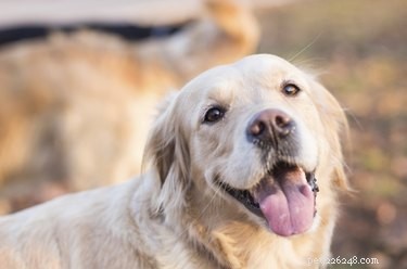 American vs. English Labrador Retrievers: Key Differences & Similarities