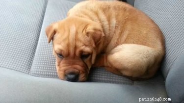 The Sharpull Terrier: A Pit Bull and Shar-Pei Cross Explained