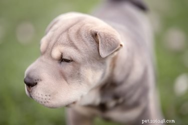 The Sharpull Terrier: A Pit Bull and Shar-Pei Cross Explained