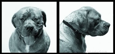 Exploring Bullmastiff Varieties: Traits, Temperament, and Care
