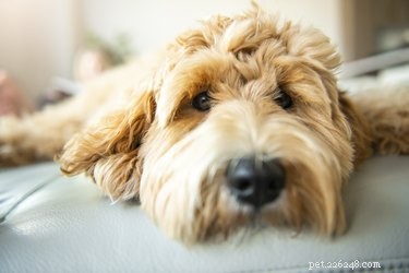 Expert Guide to Grooming a Goldendoodle’s Face: Keep Beards, Brows, and Ears Neat