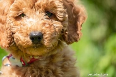 Expert Guide to Grooming a Goldendoodle’s Face: Keep Beards, Brows, and Ears Neat
