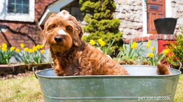 Expert Guide to Grooming a Goldendoodle’s Face: Keep Beards, Brows, and Ears Neat