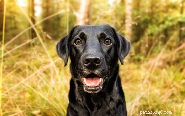 Unveiling the Intelligence of Black Labrador Retrievers