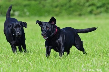 Unveiling the Intelligence of Black Labrador Retrievers