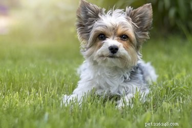 Professional Terrier Mix Grooming: Tips for Long & Short Coats