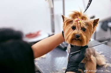 Professional Terrier Mix Grooming: Tips for Long & Short Coats