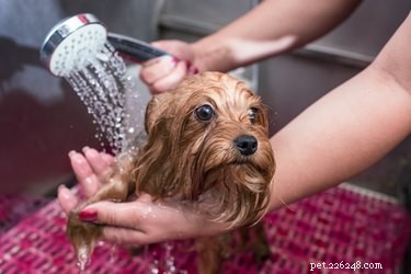 Professional Terrier Mix Grooming: Tips for Long & Short Coats