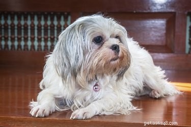 Top Dog Breeds Ideal for Solo Time at Home