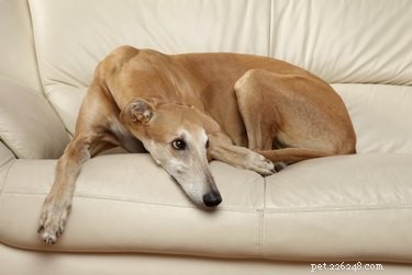 Top Dog Breeds Ideal for Solo Time at Home