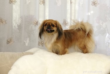 Top Dog Breeds Ideal for Solo Time at Home