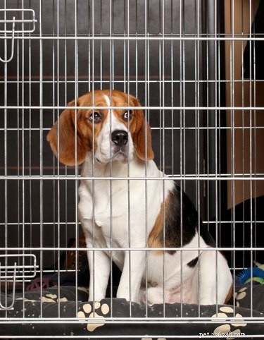 Top Dog Breeds Ideal for Solo Time at Home