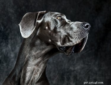 Great Dane Intelligence: What You Need to Know