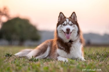 What Do Wild Siberian Huskies Actually Eat? A Comprehensive Guide