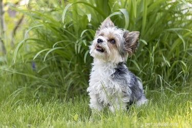 What Is a Biewer Terrier? A New Breed Emerges from DNA Testing