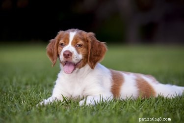 Top Dog Breeds Known for Their Love of Cuddles