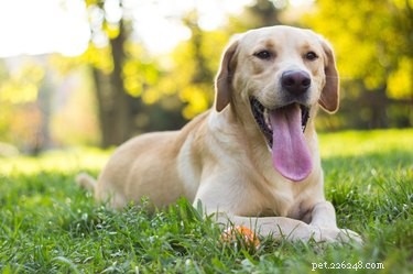 Top Dog Breeds Known for Their Love of Cuddles
