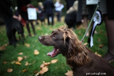Top Dog Breeds Known for Their Love of Cuddles
