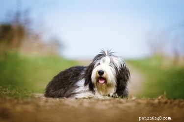 Top Dog Breeds Known for Their Love of Cuddles