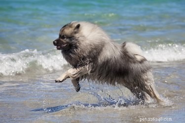 Top Dog Breeds Known for Their Love of Cuddles