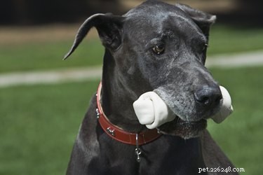 Top Dog Breeds Known for Their Love of Cuddles