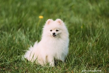 How Long Do Pomeranians Live? Understanding Their Life Expectancy
