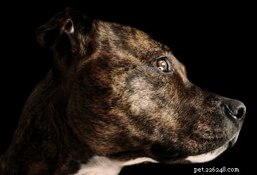 Brindle Pit Bulls: Facts, Genetics, and Care Tips