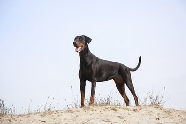 Discover the King Doberman Pinscher: A Powerful Hybrid Dog
